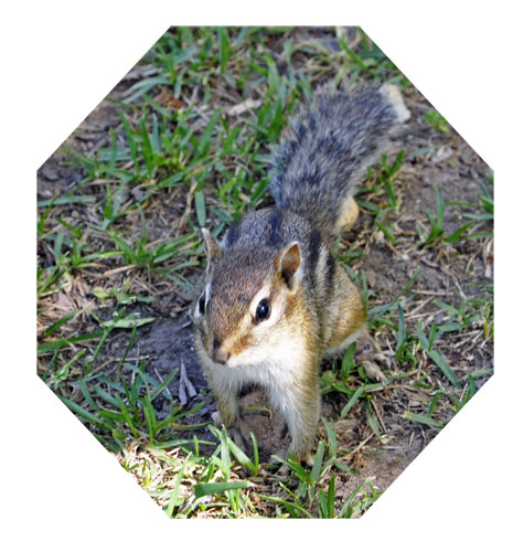 Squirrel at Voyageurs National Park